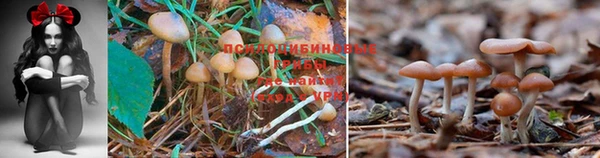 дурь Лихославль